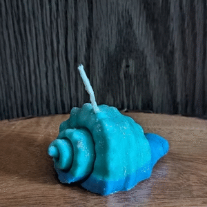 Conch Shell
